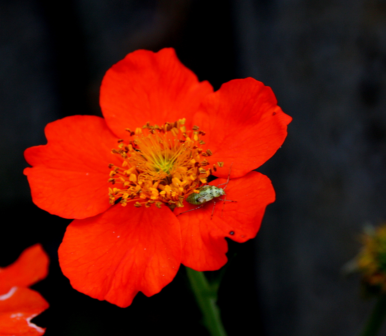 tierischer Besuch bei Frau Blume