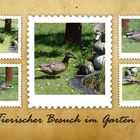 Tierischer Besuch im Garten