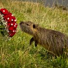 Tierischer Besucher beim Brautpaarfotoshooting am Weißen Haus in Markkleeberg