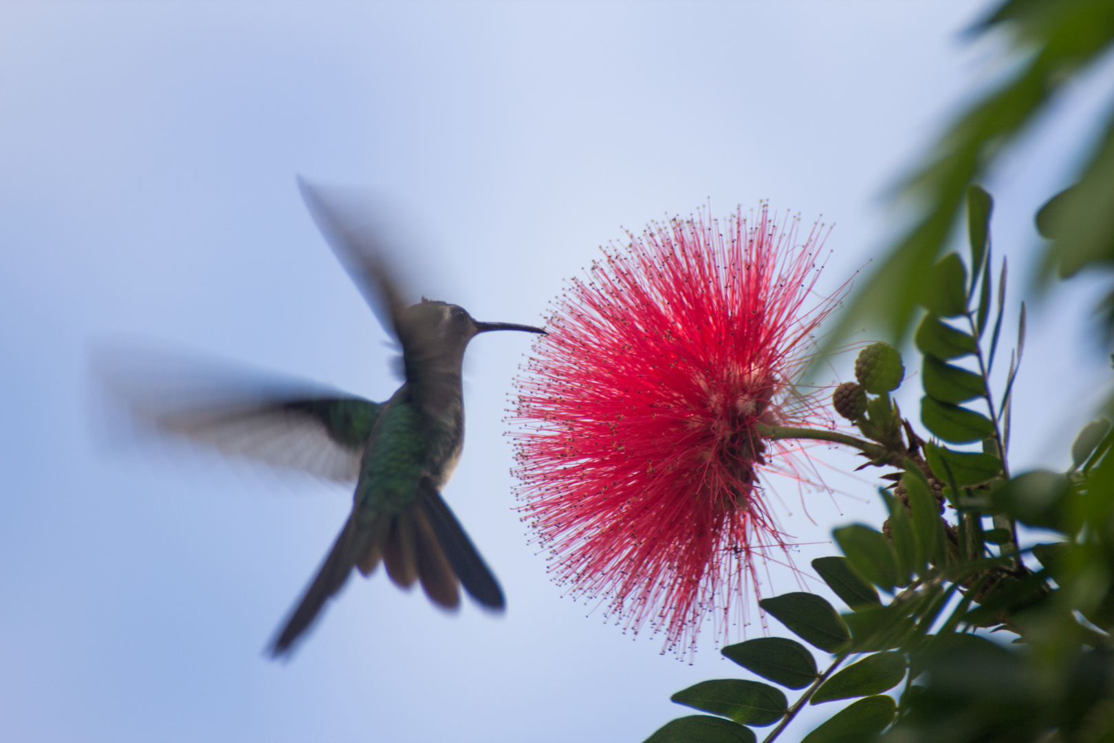 Tierischer Blumenfreund