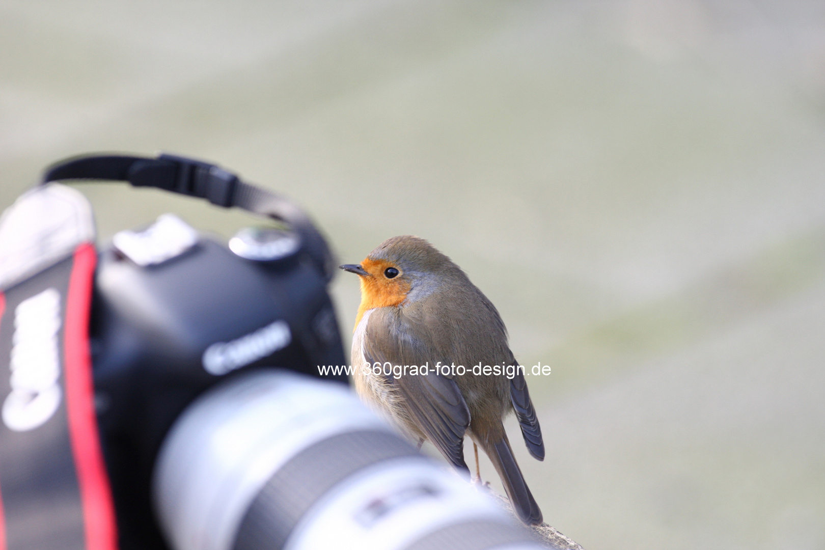 Tierischer Canon-Fan