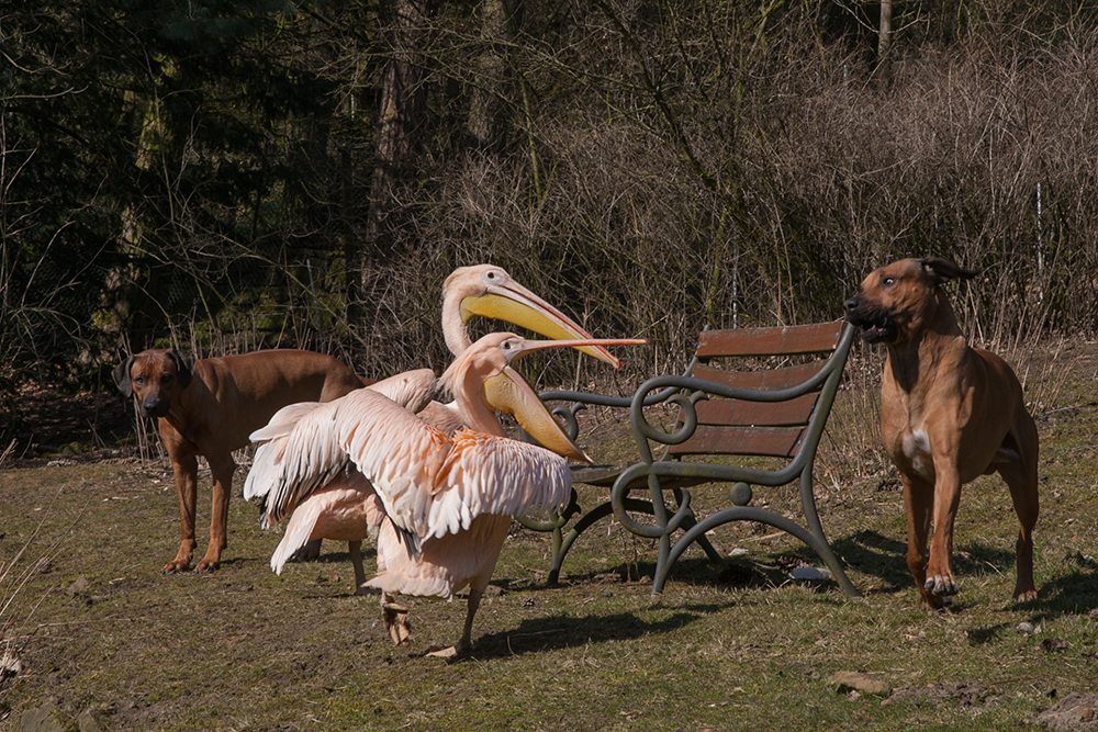 Tierischer Dialog