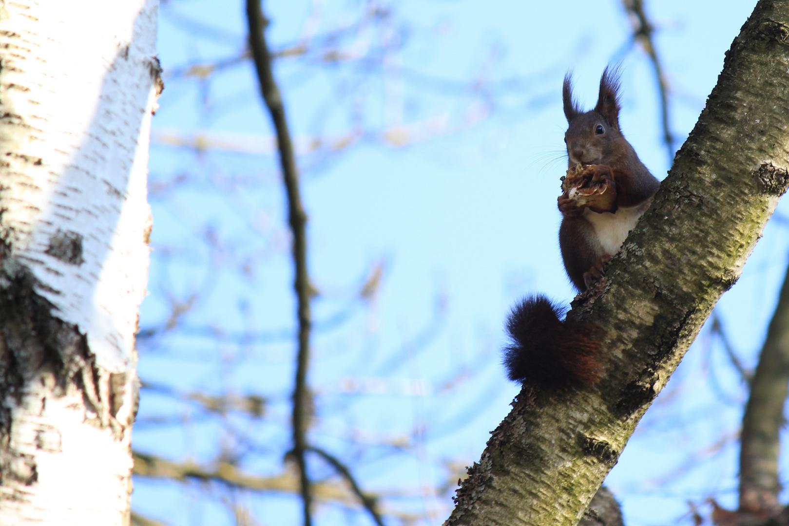 Tierischer Frühlingsbote