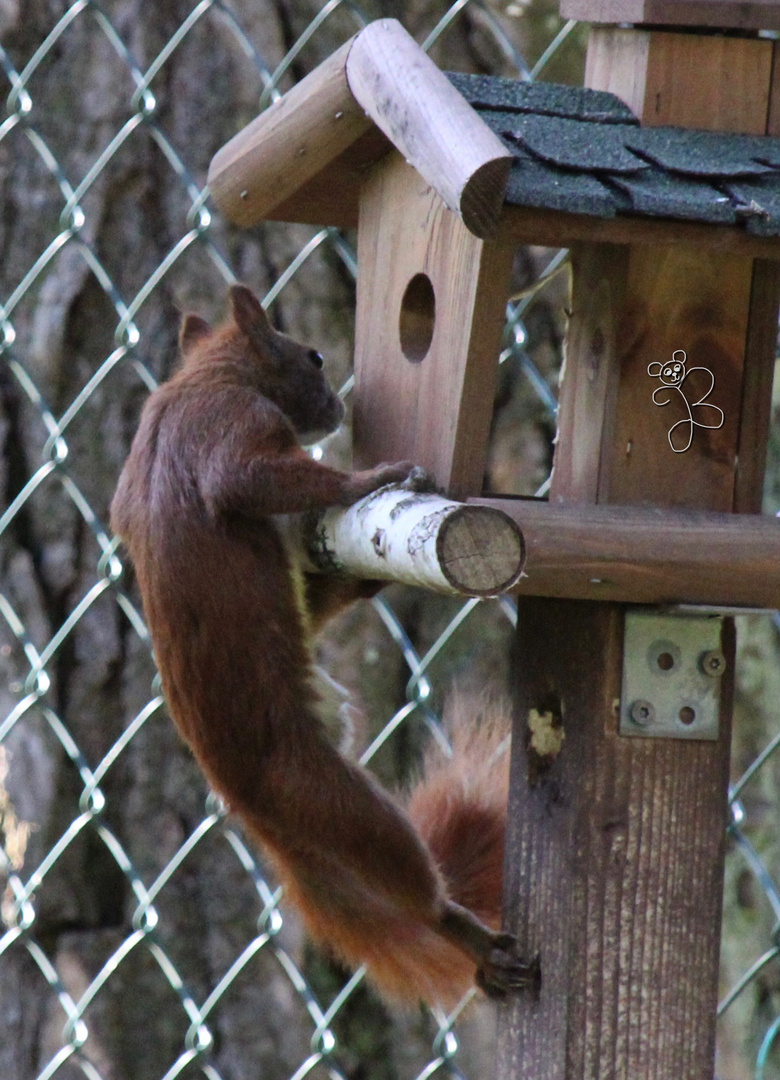 Tierischer Frühsport