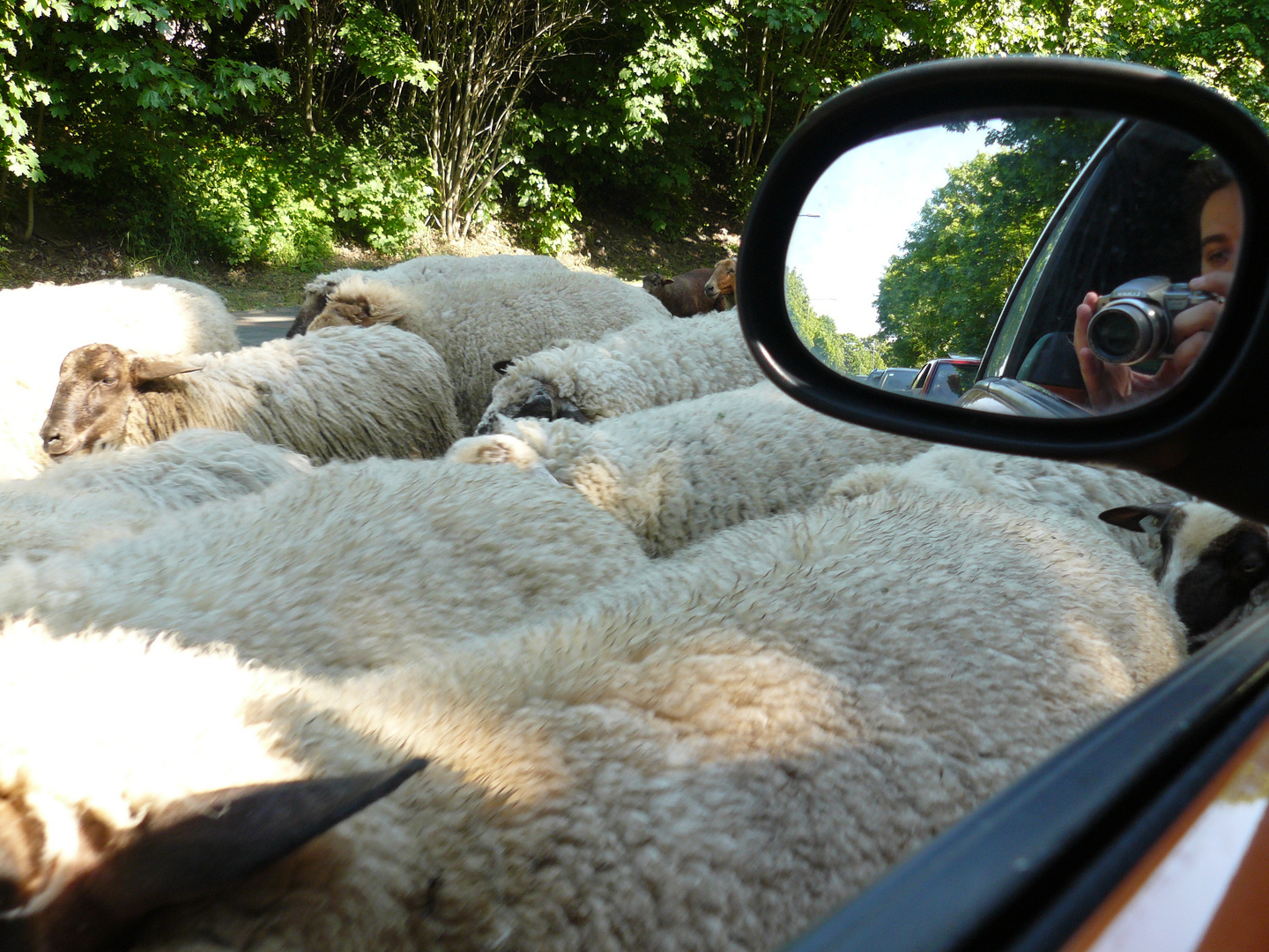 tierischer Gegenverkehr