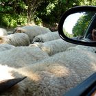 tierischer Gegenverkehr