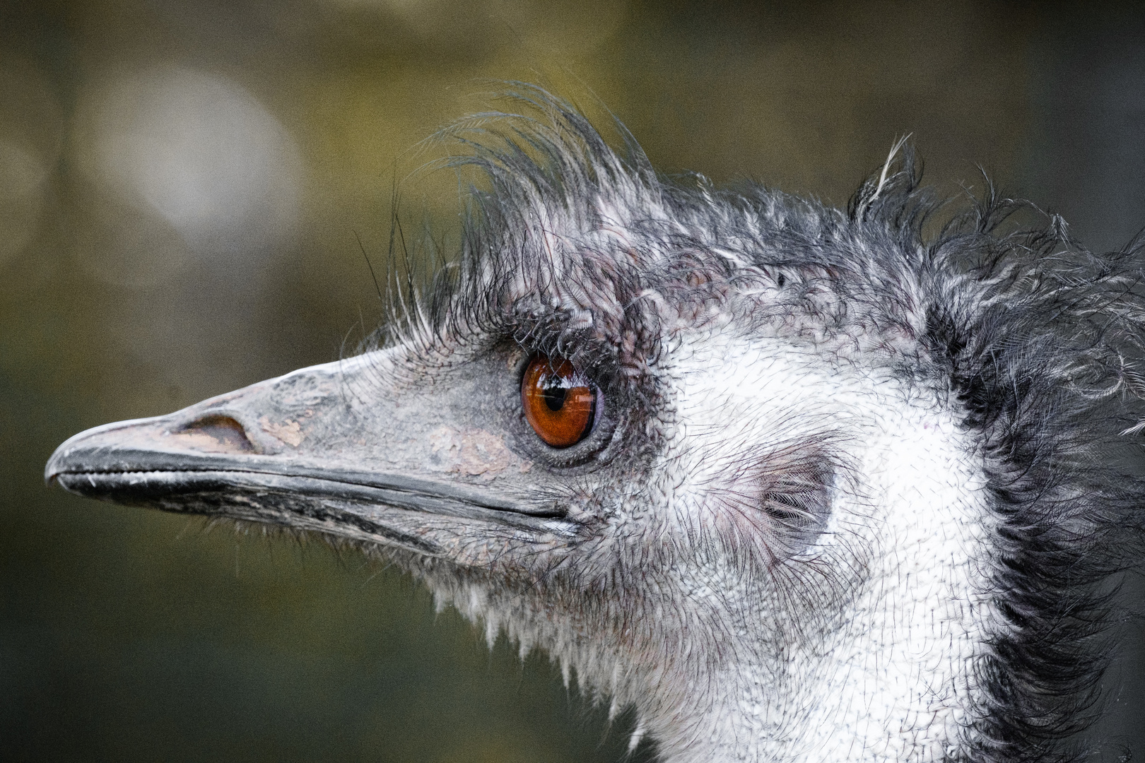 Tierischer Haarschnitt I