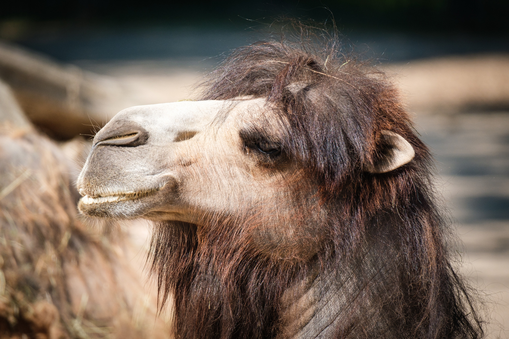 Tierischer Haarschnitt II