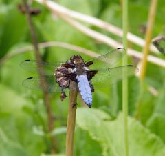 tierischer Hubschrauber vor dem Start...