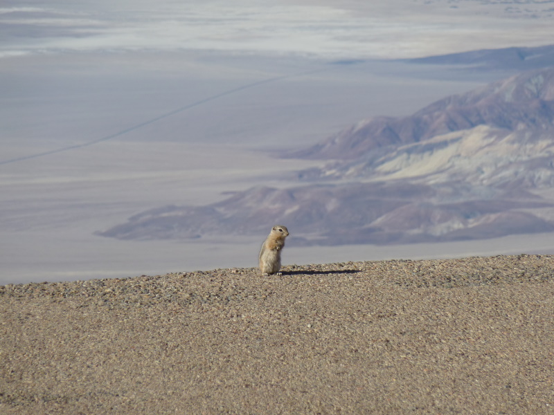 Tierischer Kontakt im Death Valley