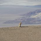 Tierischer Kontakt im Death Valley