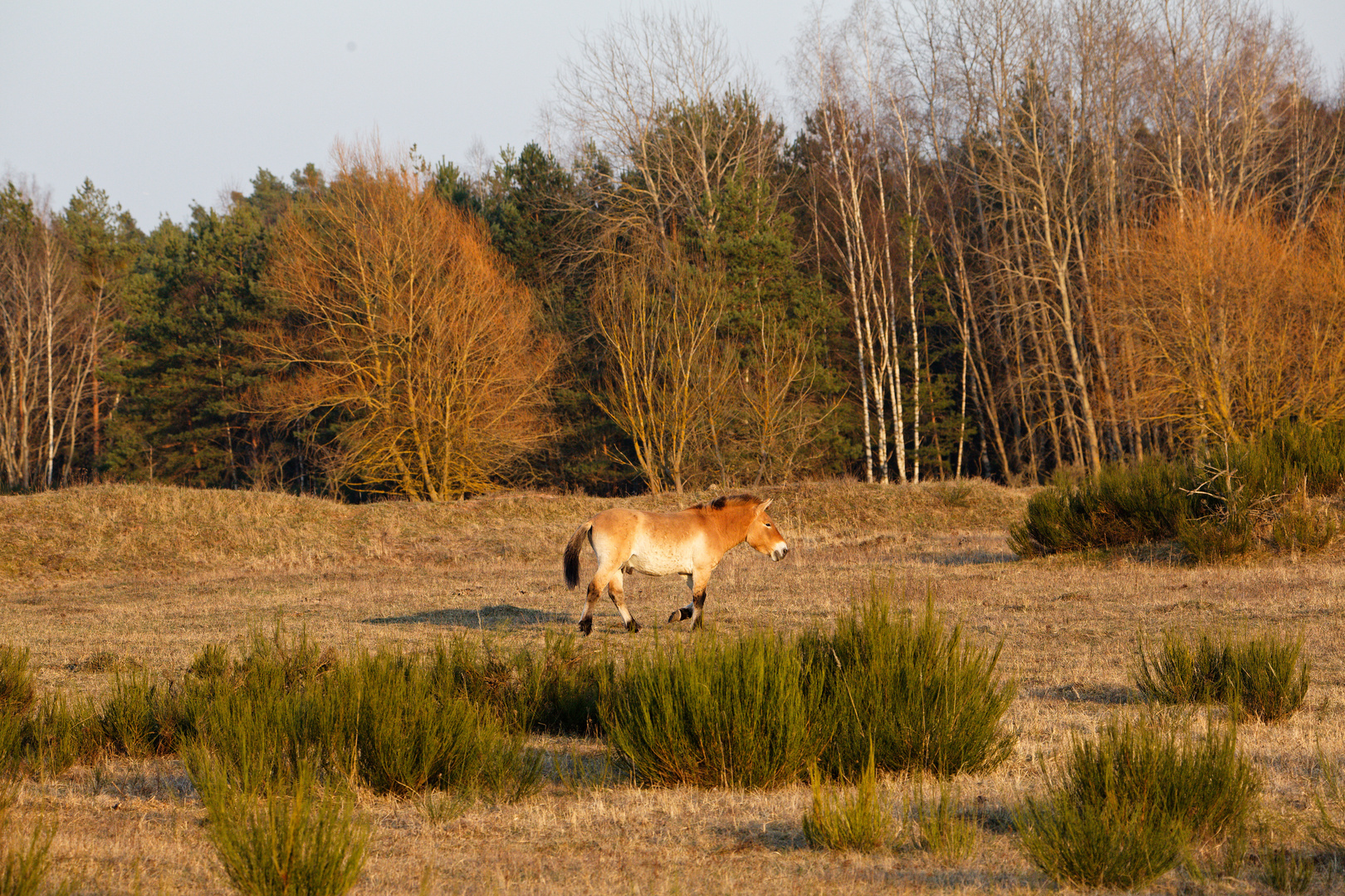 tierischer Landschaftspfleger..