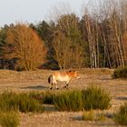 tierischer Landschaftspfleger..