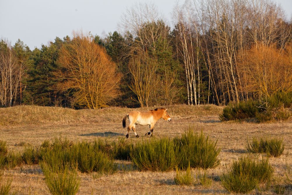 tierischer Landschaftspfleger..