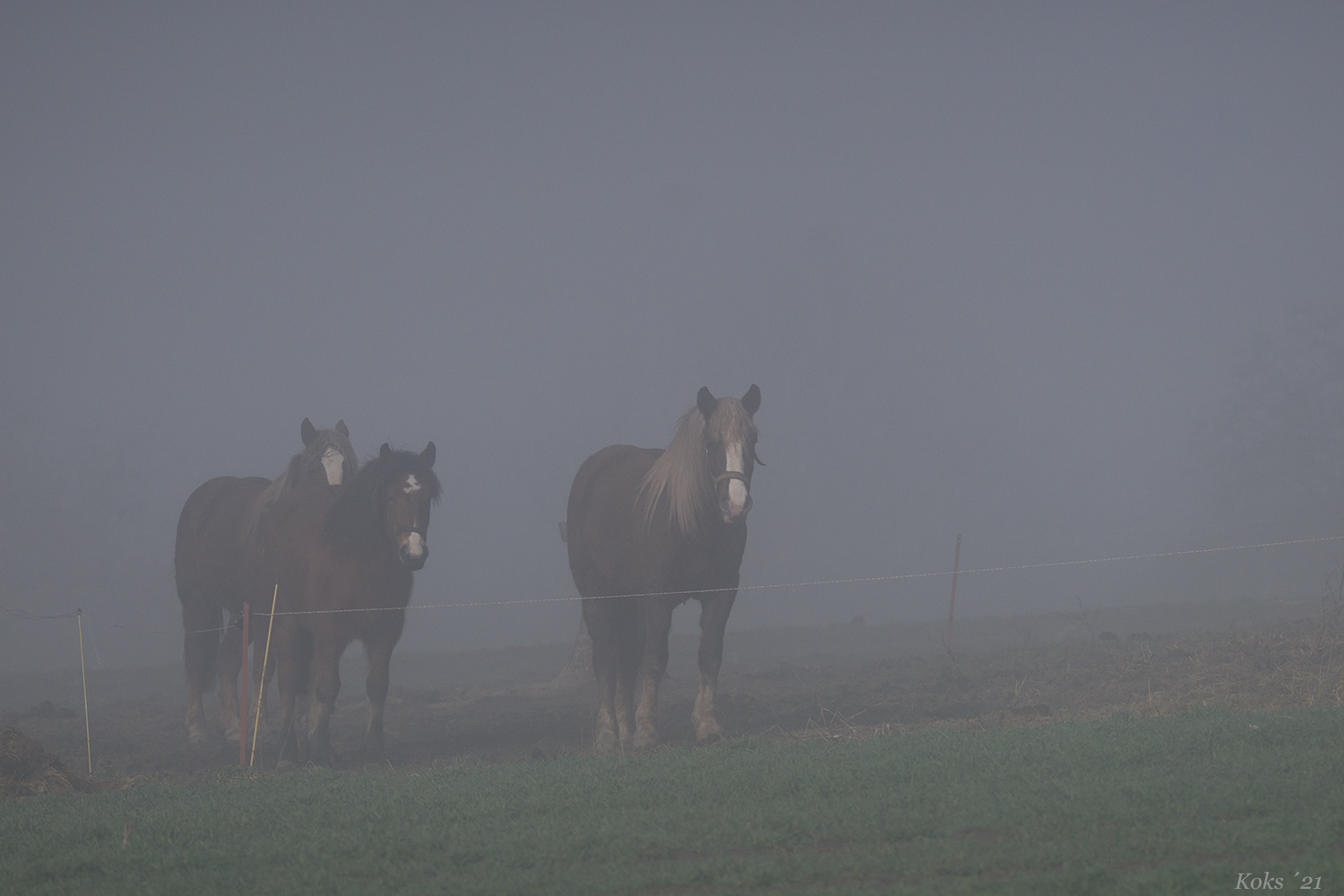 tierischer Nebel