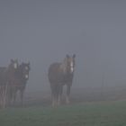 tierischer Nebel