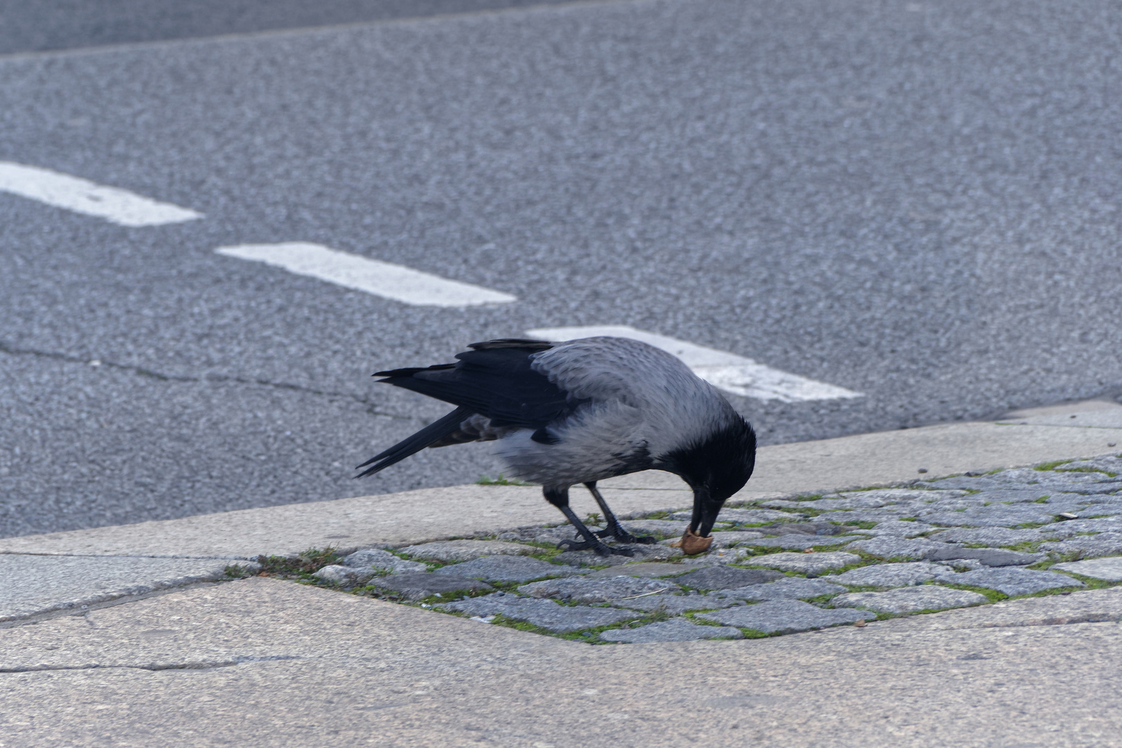 Tierischer Nussknacker