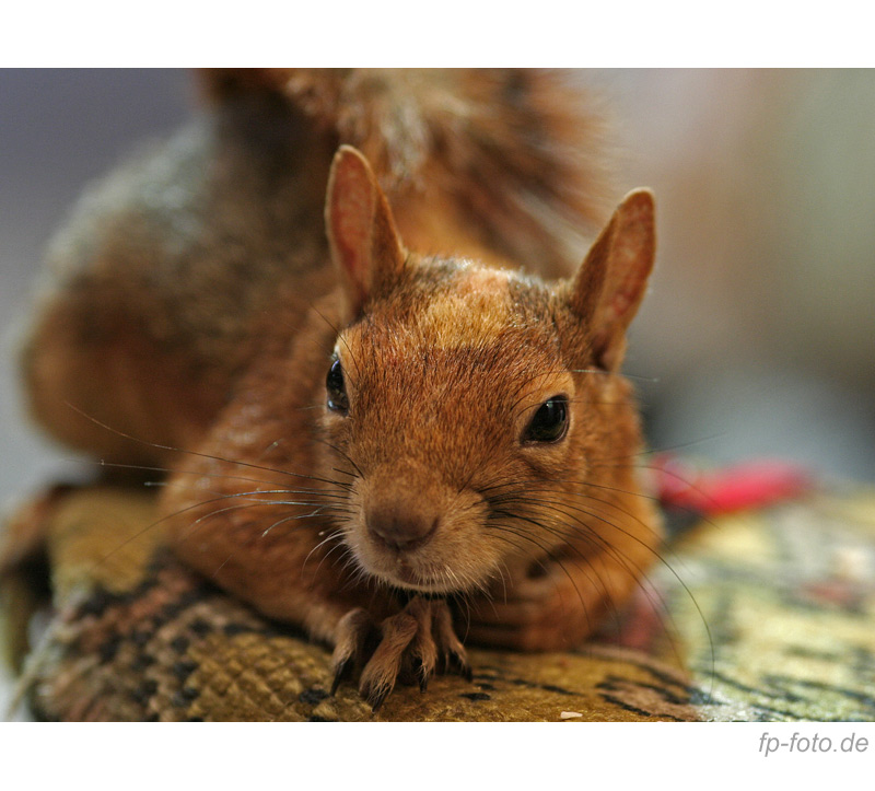 Tierischer Punker