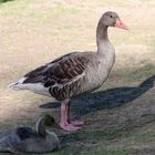 tierischer Schatten