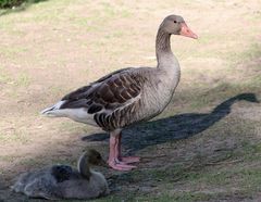 tierischer Schatten