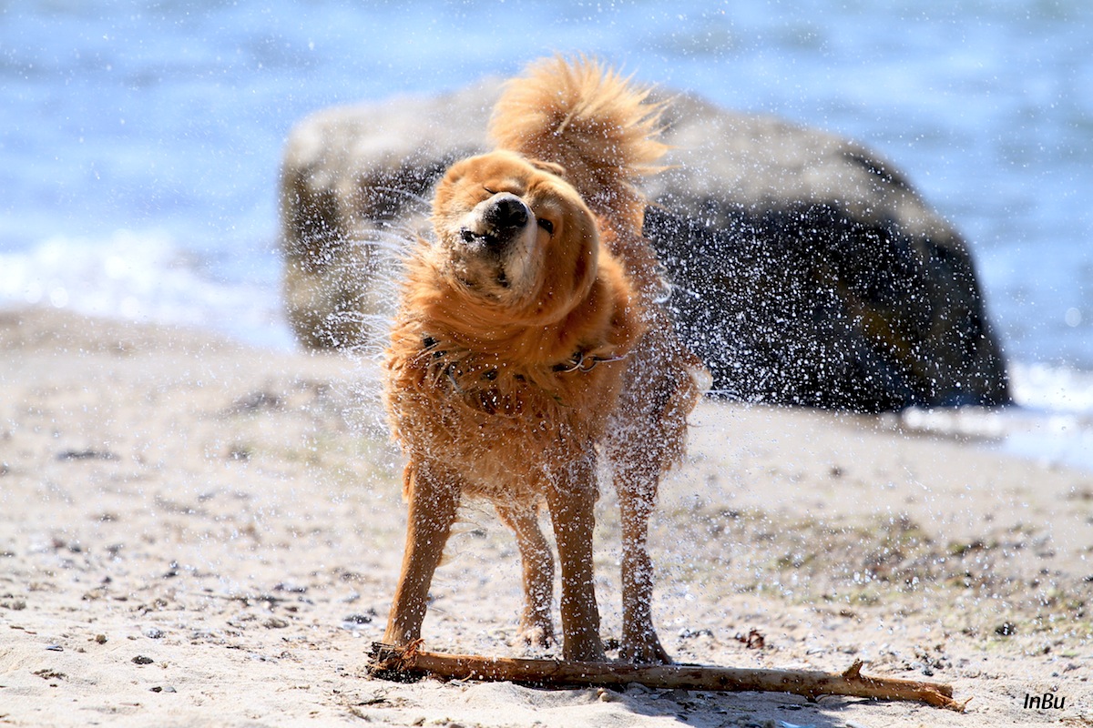 tierischer Schüttel Shake