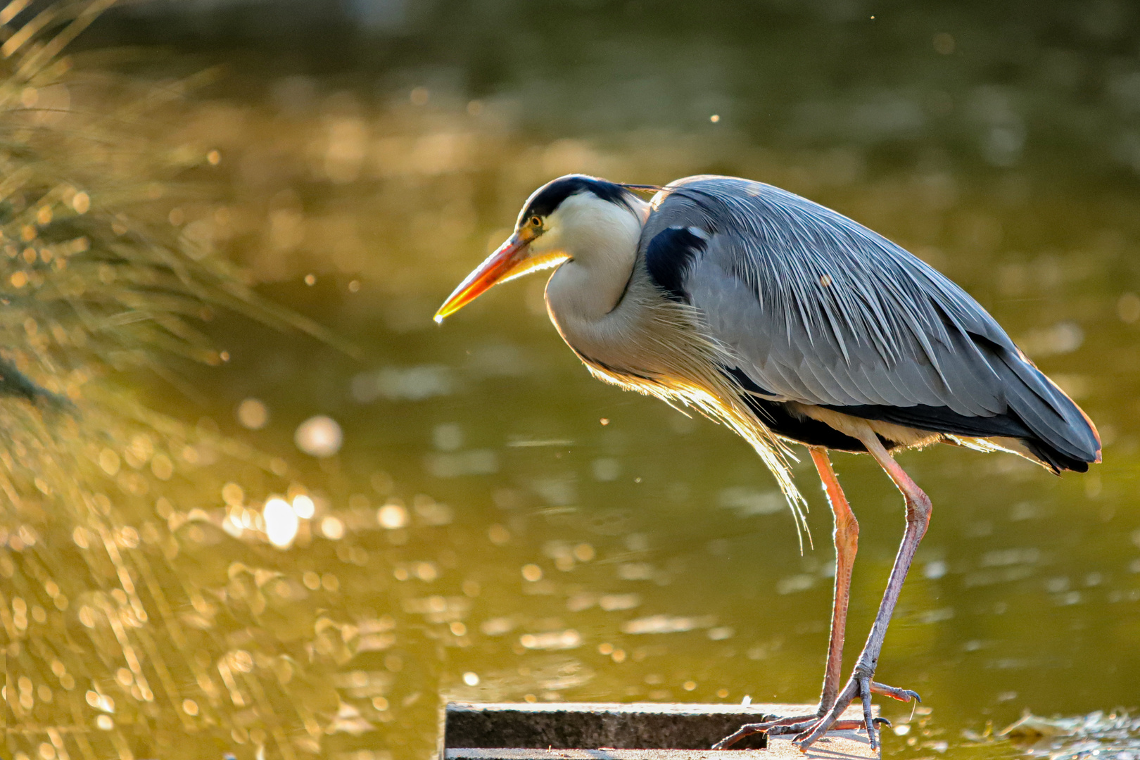 Tierischer Sonnenbad