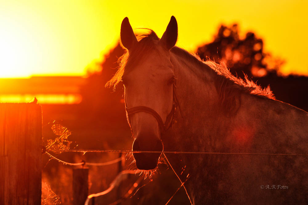 Tierischer Sonnenuntergang