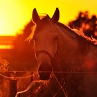 Tierischer Sonnenuntergang