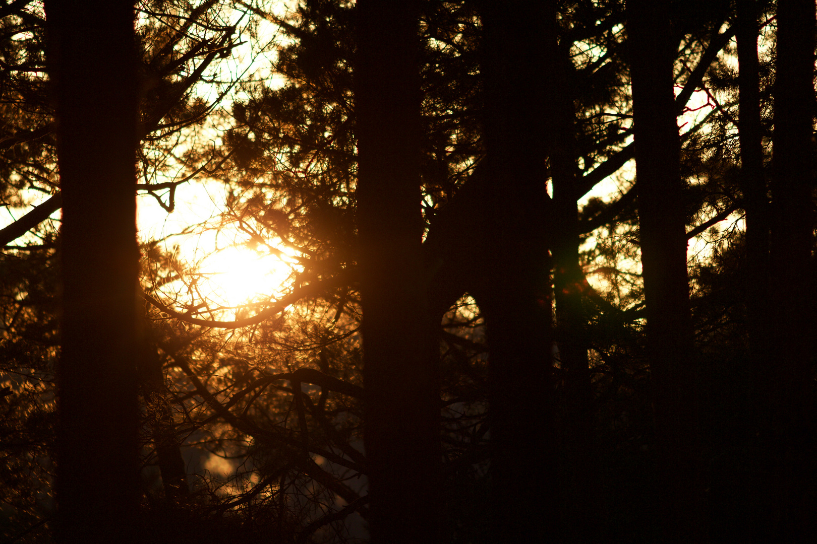 tierischer Sonnenuntergang