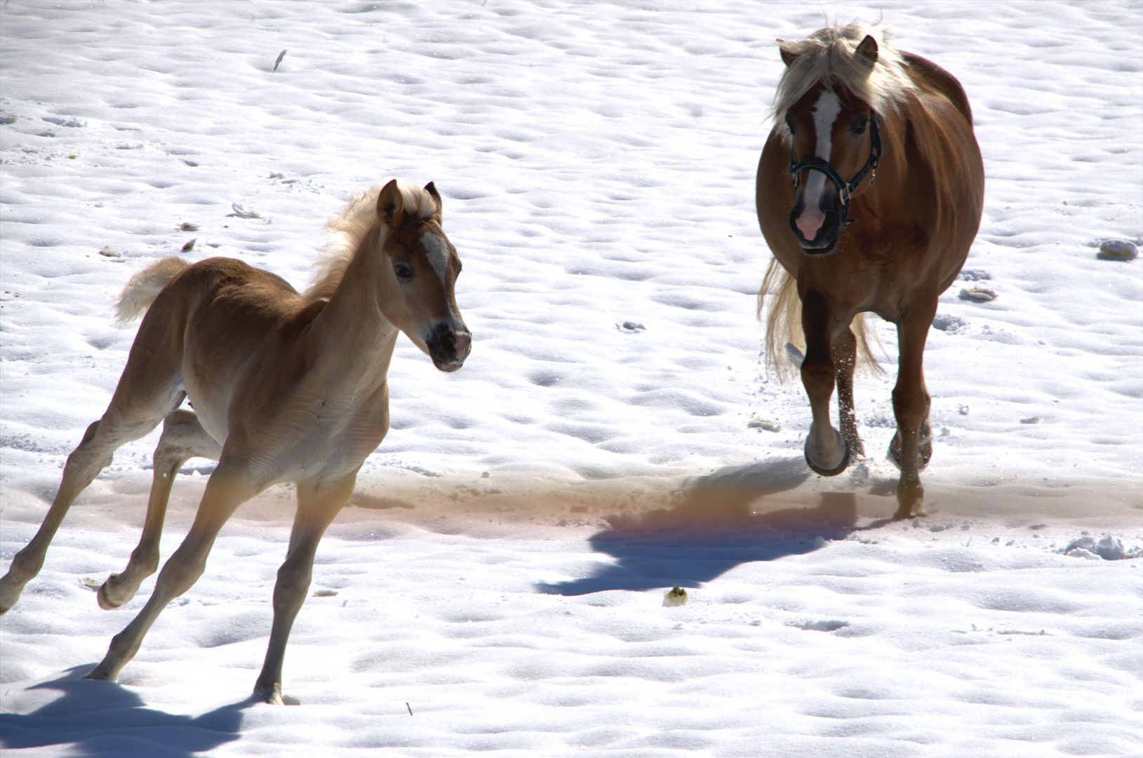 Tierischer Spass