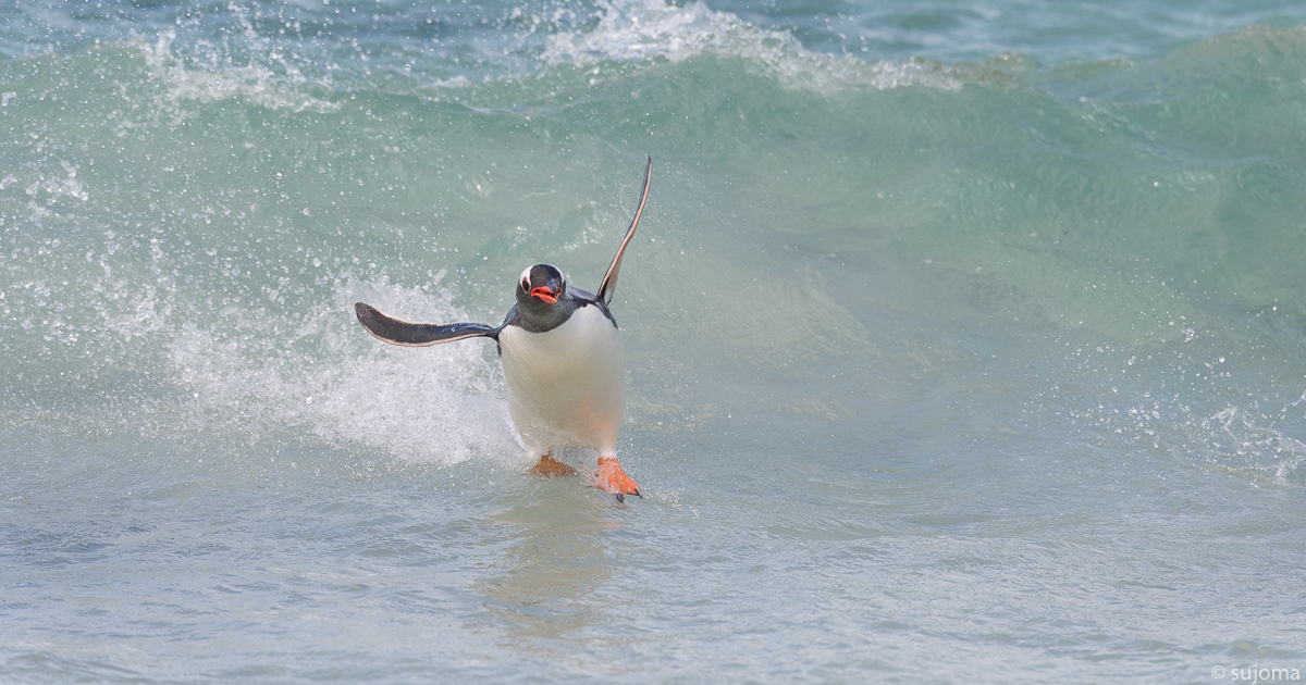 Tierischer Surfer