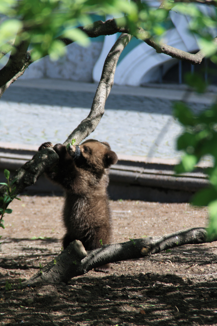 Tierischer Tourist