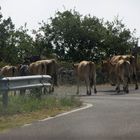 Tierischer Verkehr in den Bergen