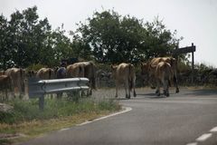 Tierischer Verkehr in den Bergen