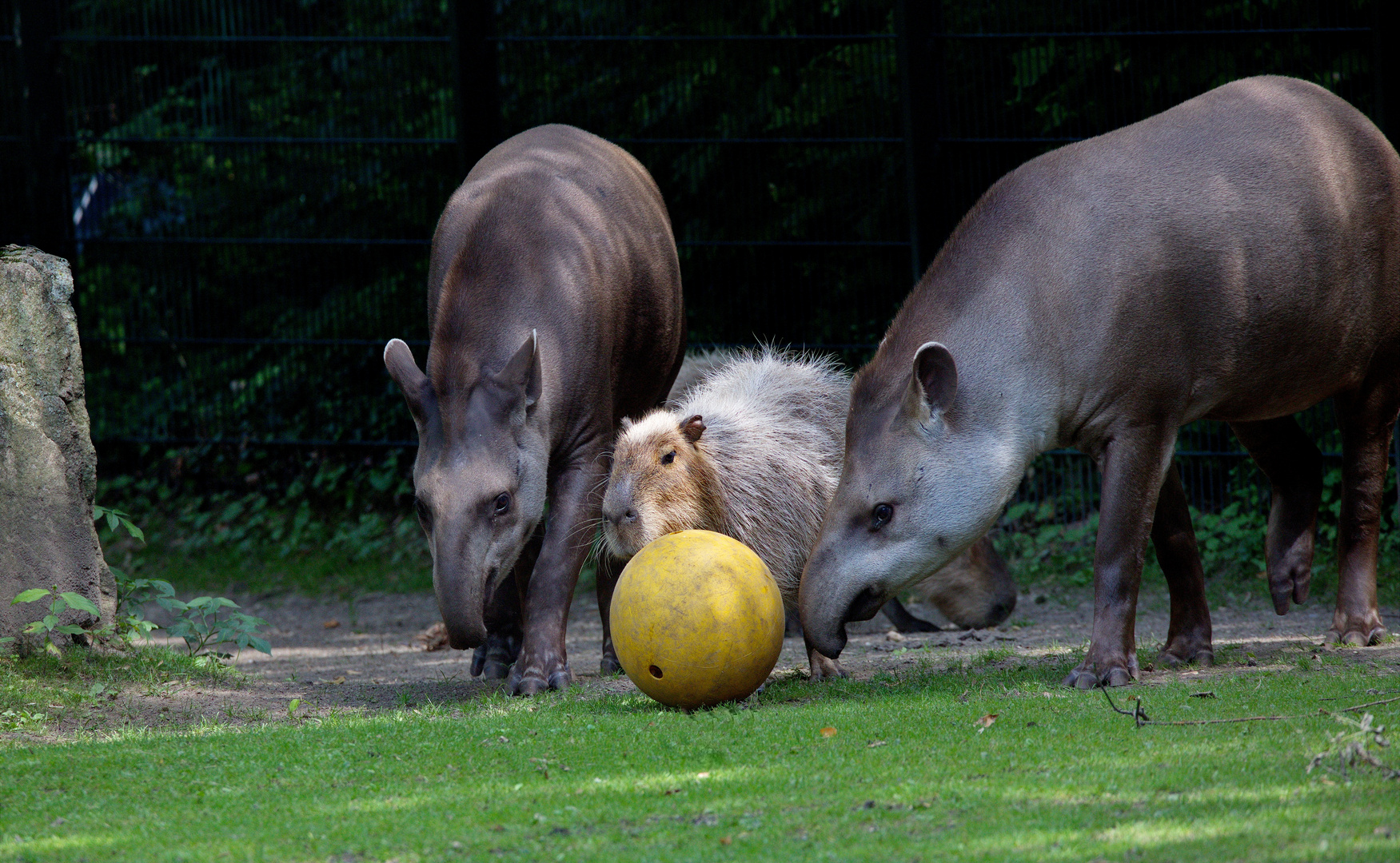 Tierischer Wettkampf .