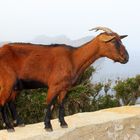 Tierisches am Faro de Formentor auf Mallorca