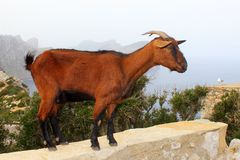 Tierisches am Faro de Formentor auf Mallorca