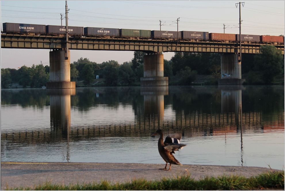 Tierisches an der Donau