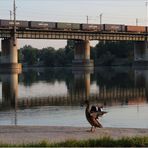 Tierisches an der Donau