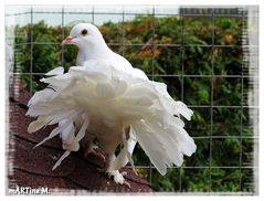 Tierisches Anschauungsobjekt