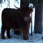 "tierisches bei Tannheim in Tirol 2"