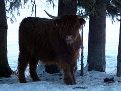 "tierisches bei Tannheim in Tirol 2"