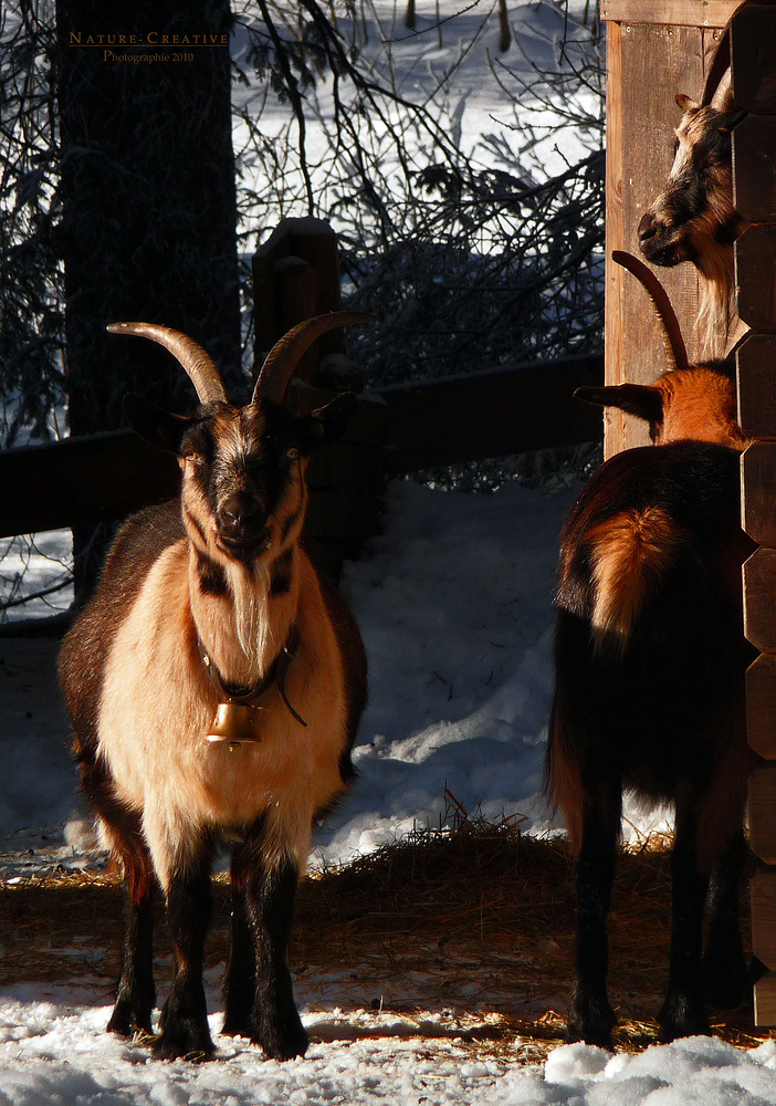 "tierisches bei Tannheim in Tirol 3"