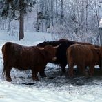 *"tierisches Beisammensein bei Tannheim in Tirol 1"