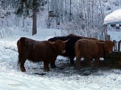 *"tierisches Beisammensein bei Tannheim in Tirol 1"