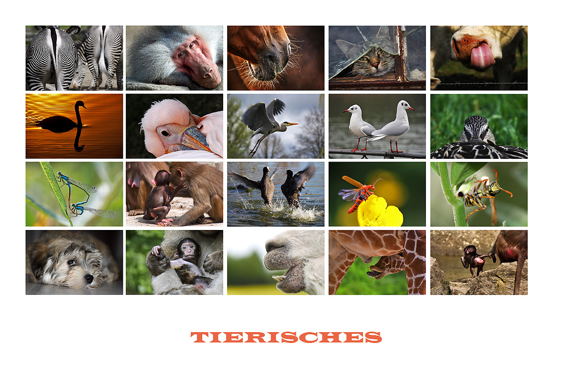 Tierisches