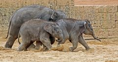Tierisches Elefantenrennen