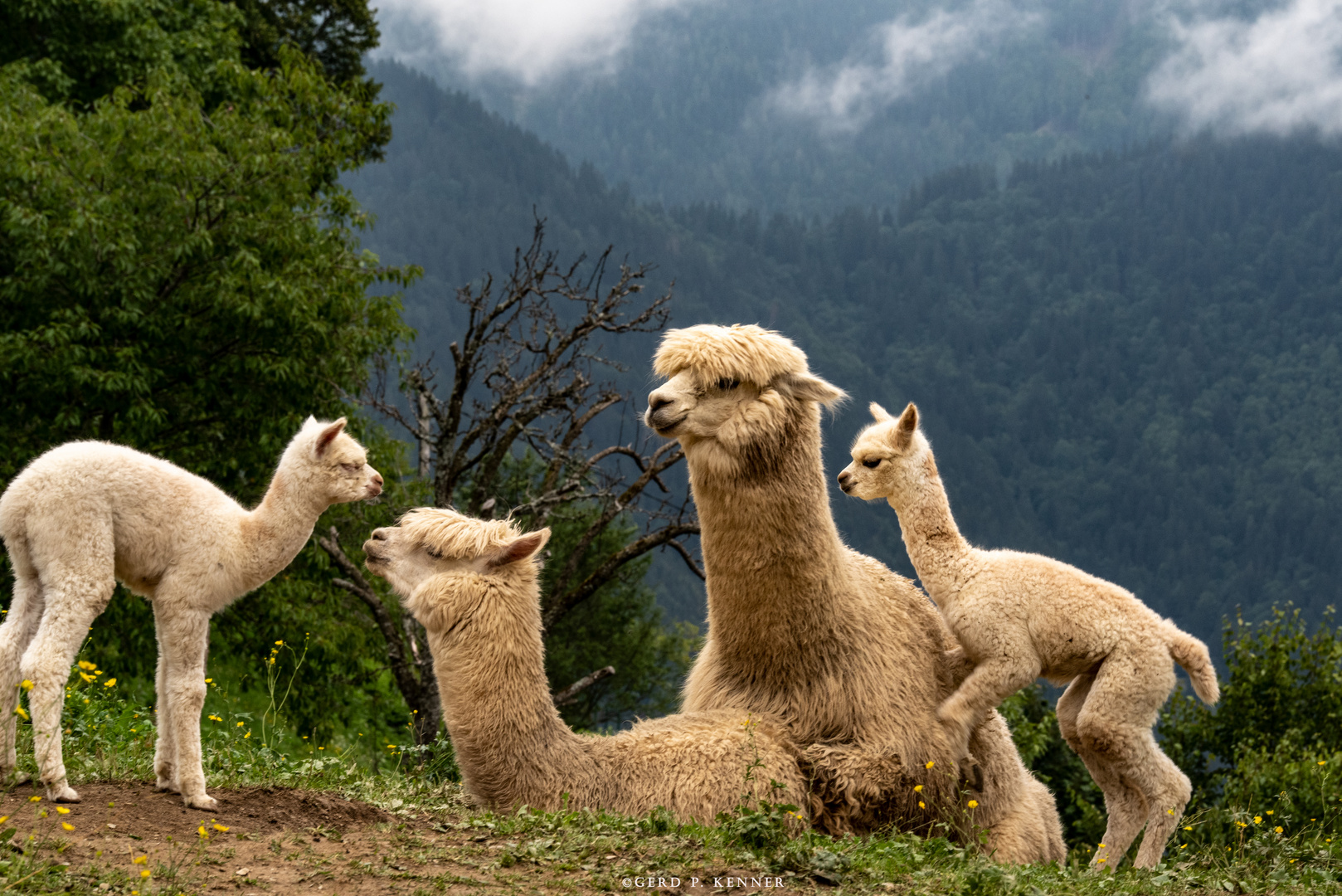 Tierisches Familienglück