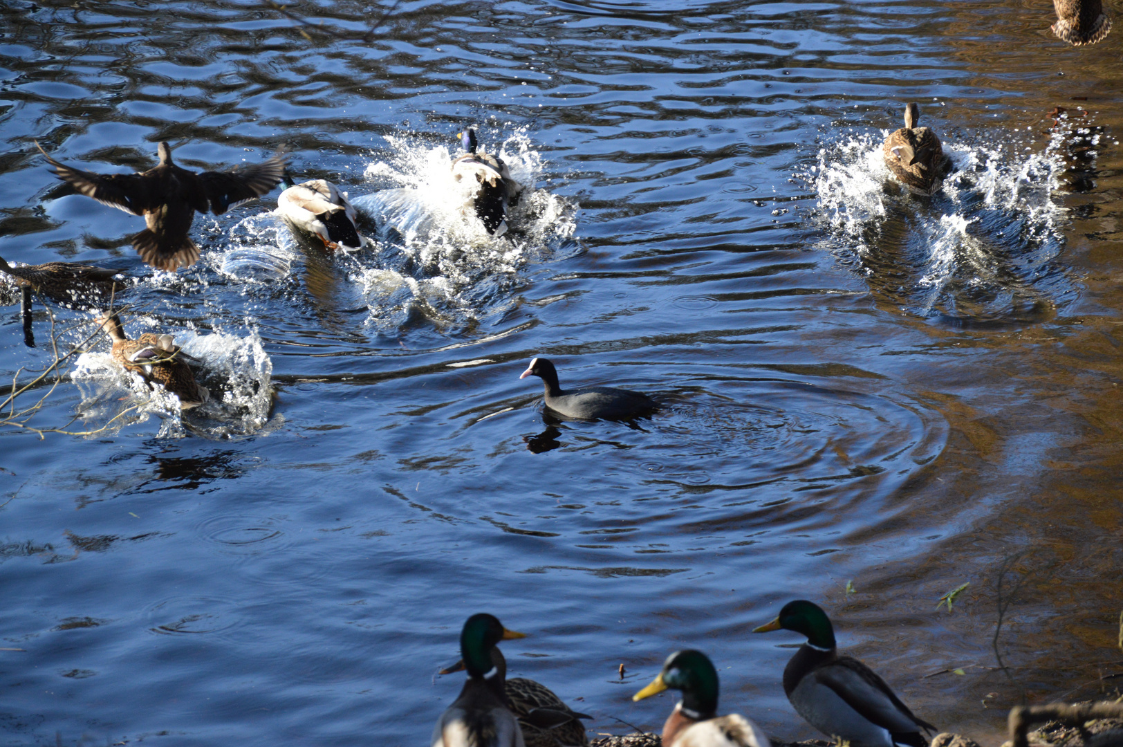 Tierisches Geplantsche