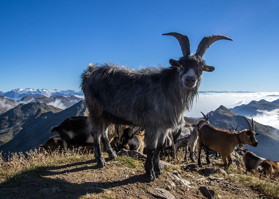 Tierisches Gipfeltreffen